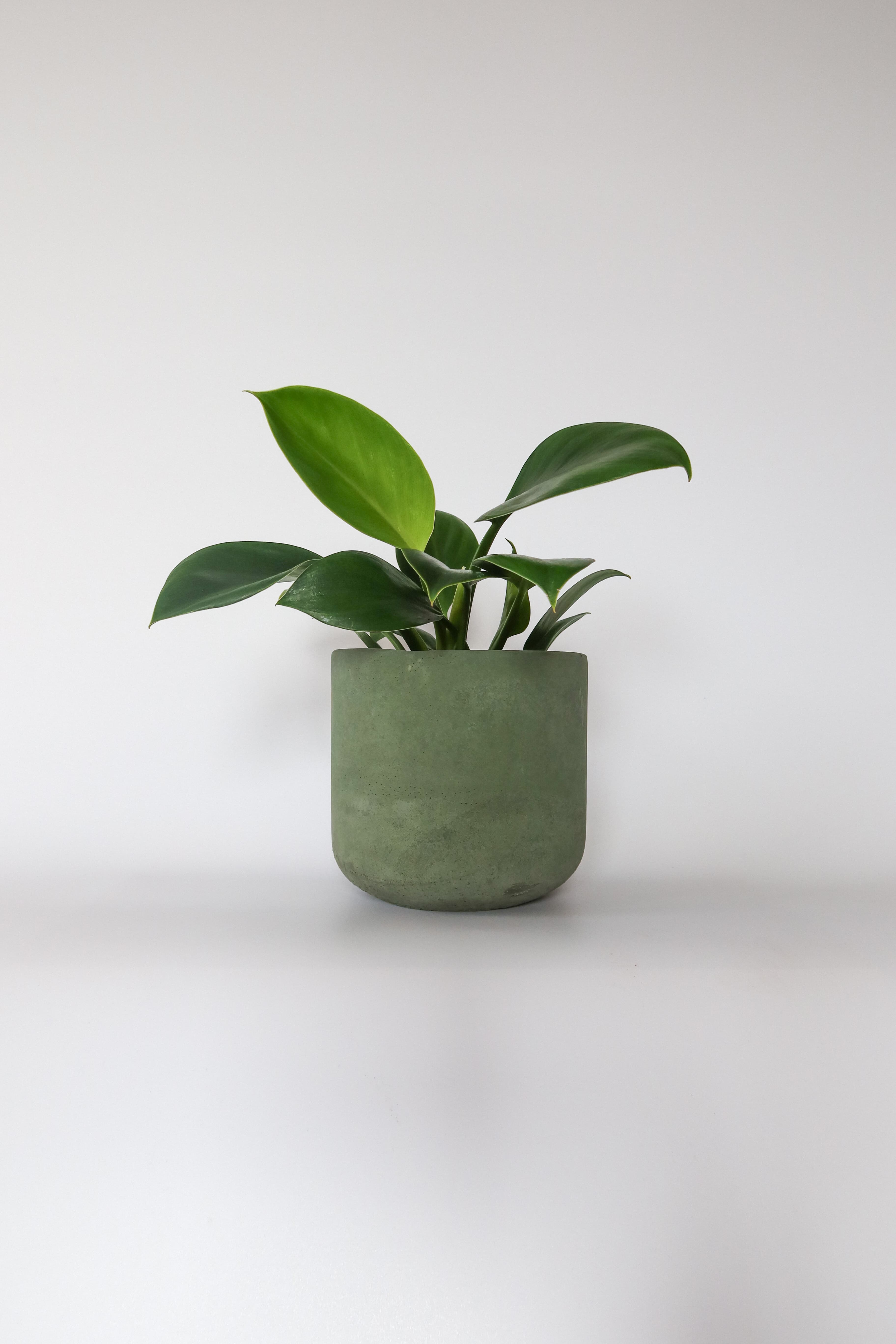 Osłonka betonowa Green — barwiona na zielono, handmade, premium